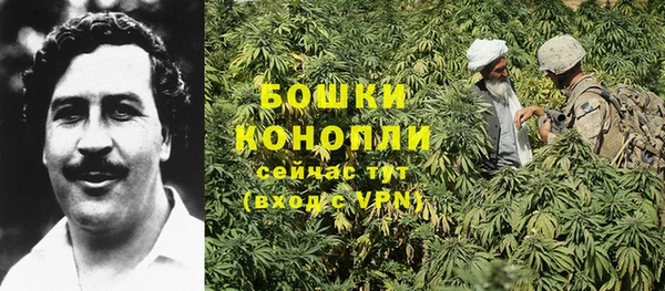 прущие грибы Абаза