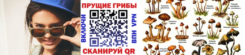 Галлюциногенные грибы Psilocybe  Северская 